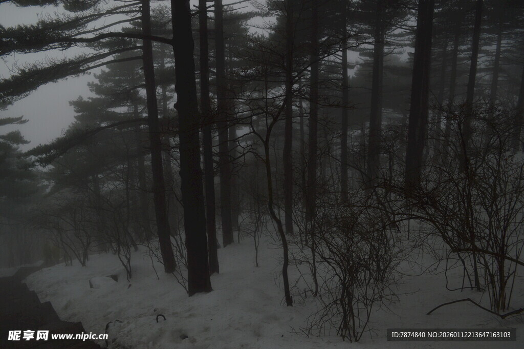 雪雾中的静谧森林