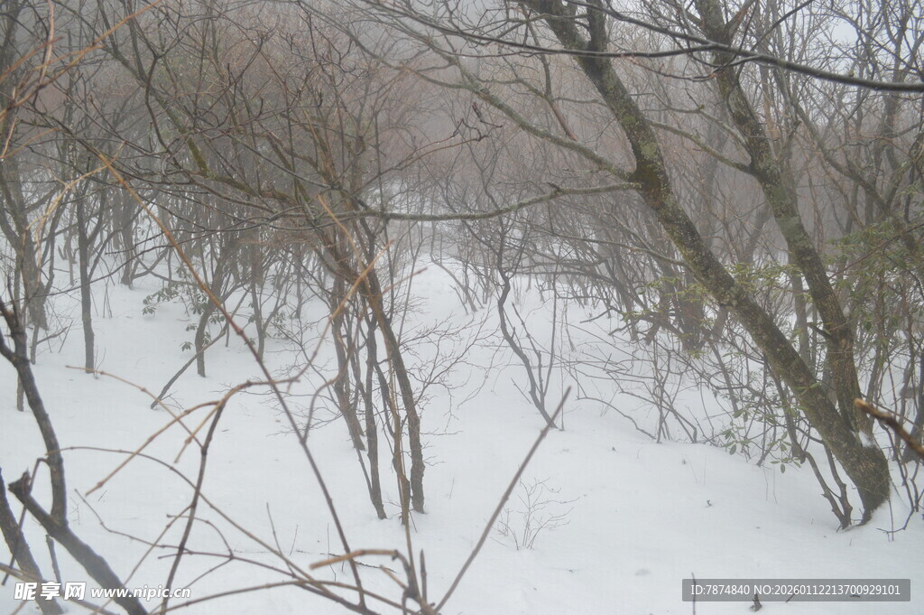 雪覆枯林景象