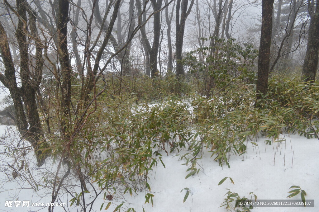 雪覆山林间的冬日景致