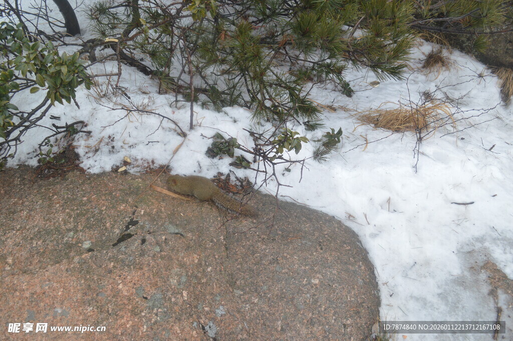 雪覆山石旁的翠绿松树