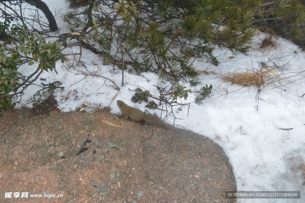 雪覆山石间的绿植景象