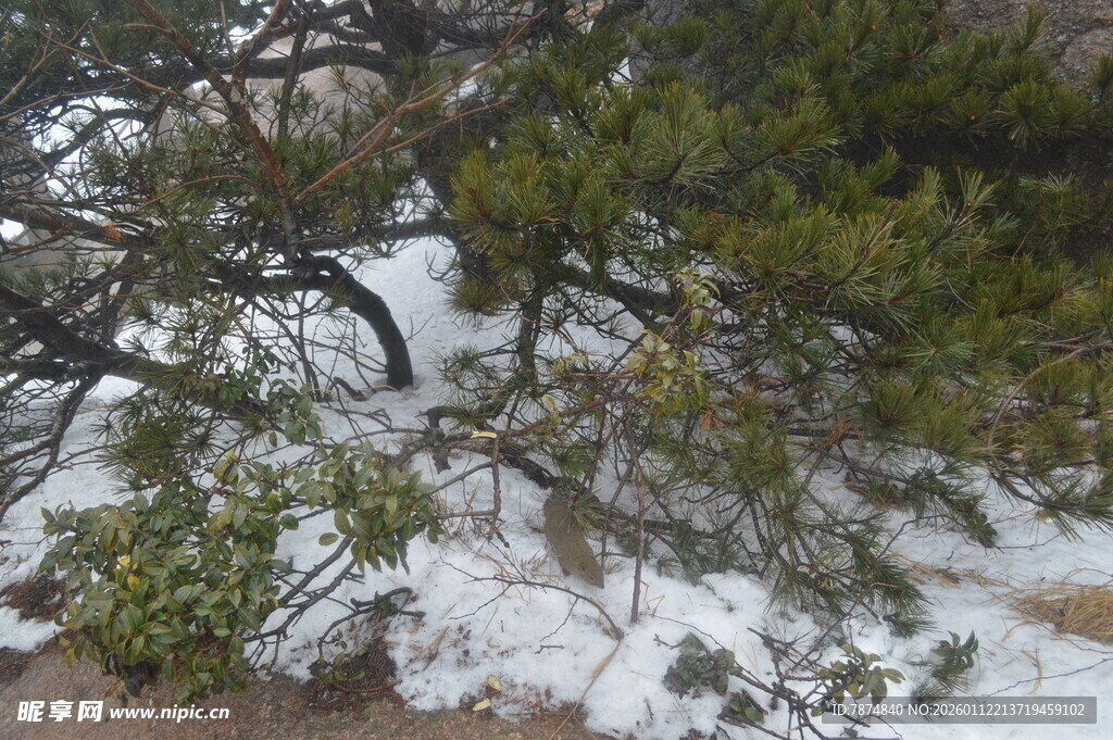 雪覆青松景