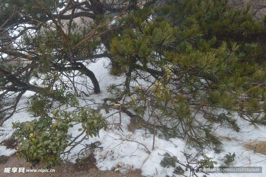 雪覆松枝的自然景致