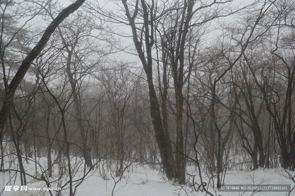 冬日雪林景象