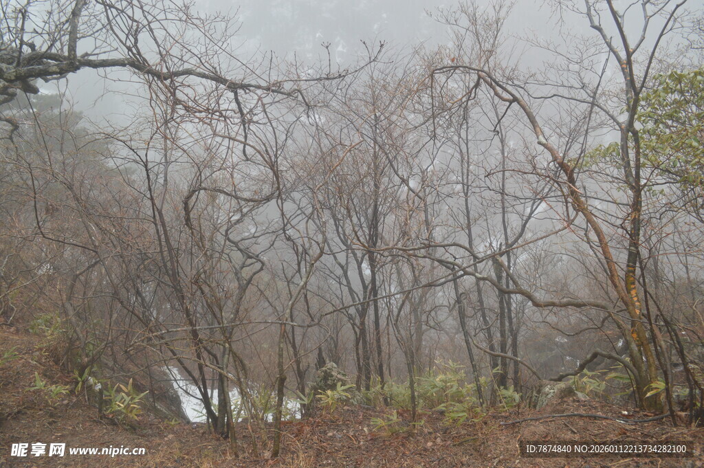 雾中萧瑟树林景象