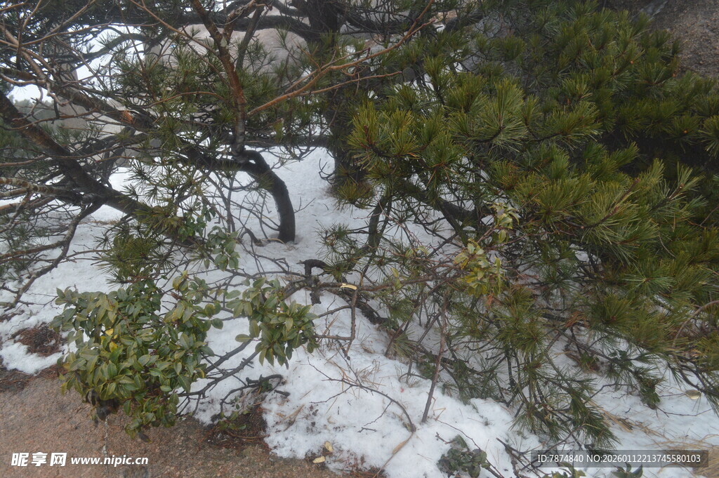 雪覆青松景