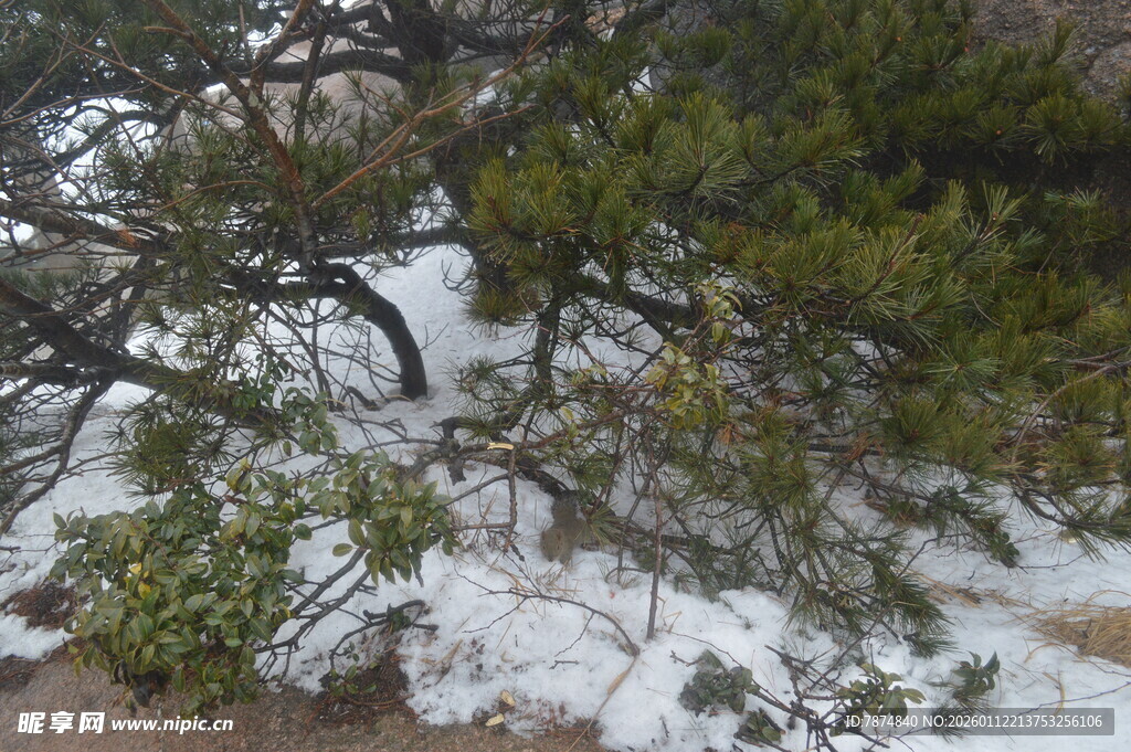 雪覆青松景