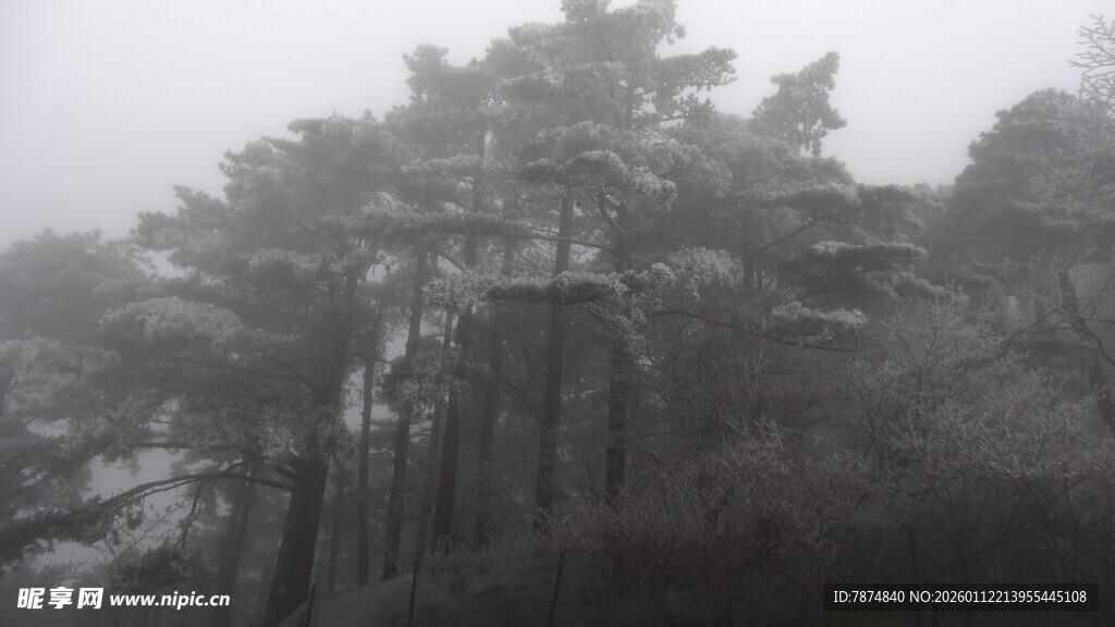 雾中松林景观