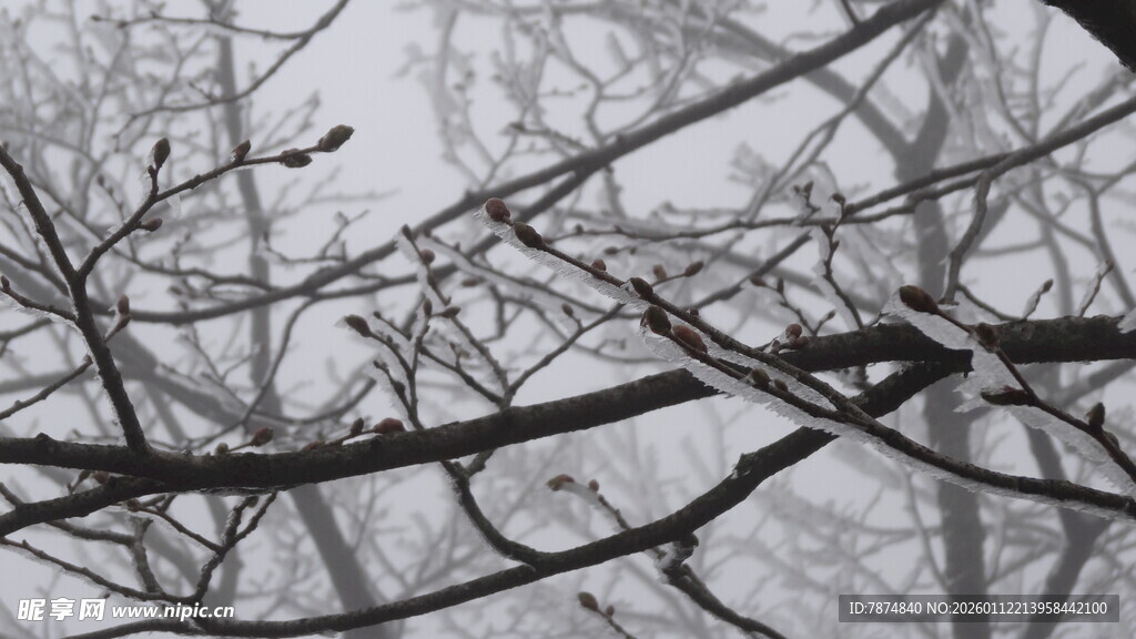 雪覆树枝的冬日景象