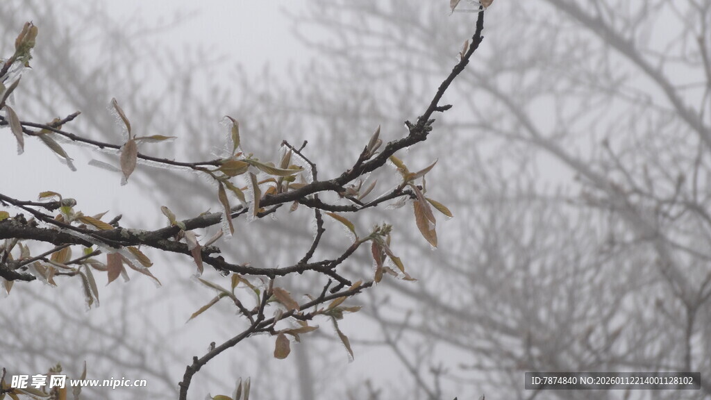 雪覆树枝的冬日景象