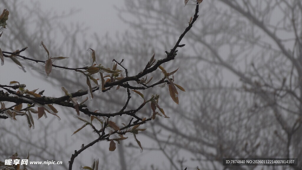 雾中树枝景象