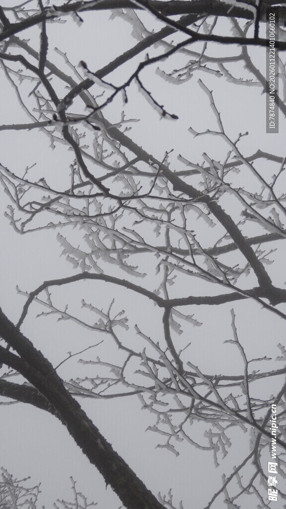 冬日树枝剪影