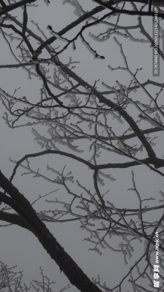 冬日树枝剪影