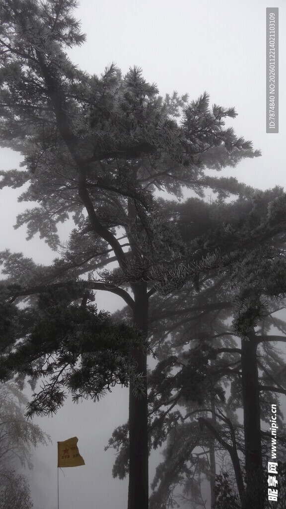 雾中松树与悬挂物件