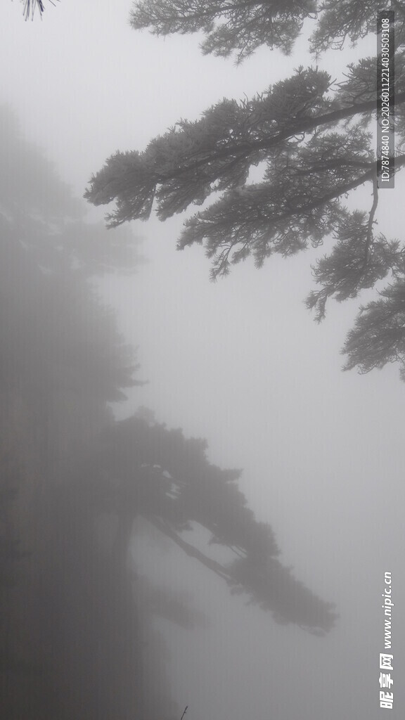 雾中松景 山林朦胧意境