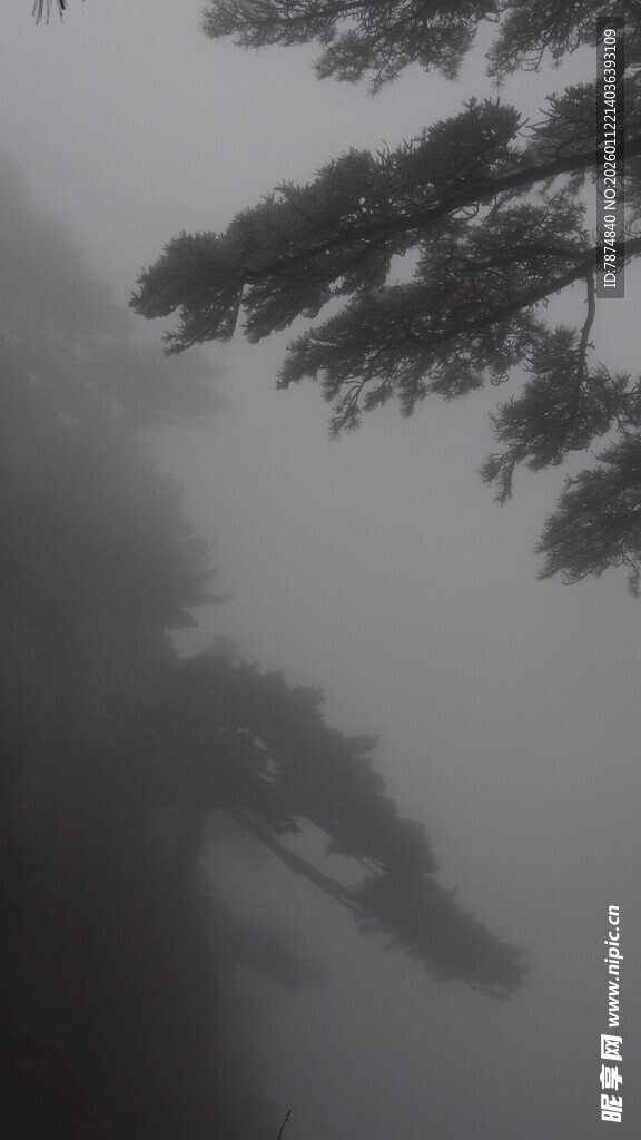 雾中松景