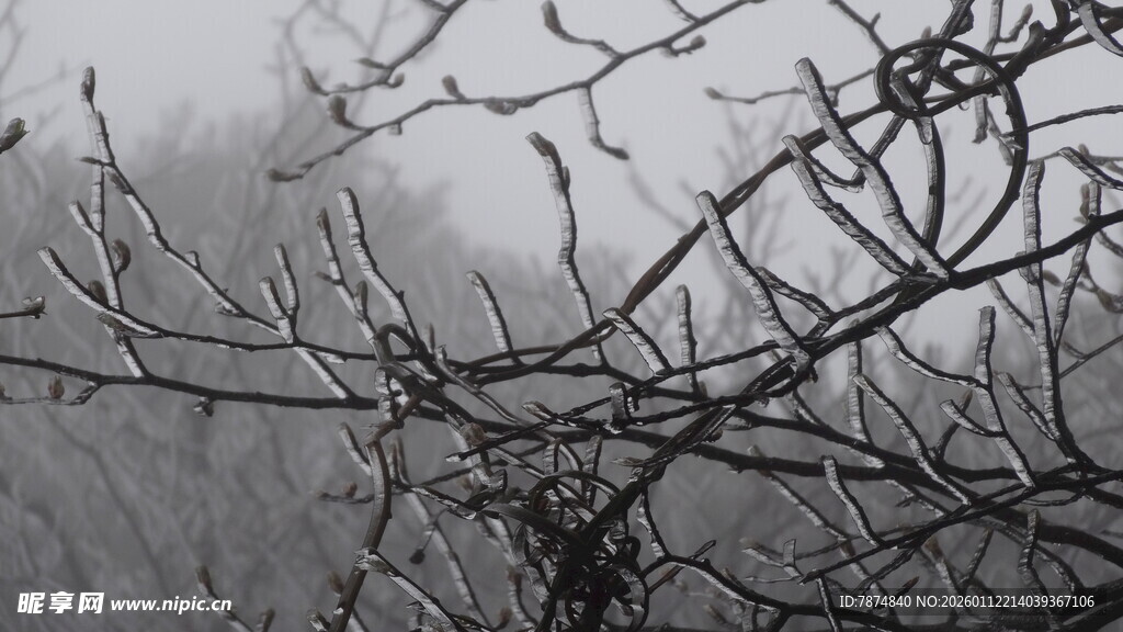 冬日枯树枝干景象