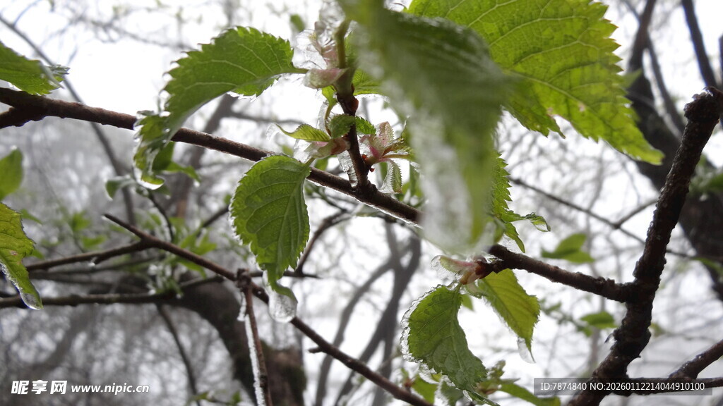 绿叶繁茂的树枝特写