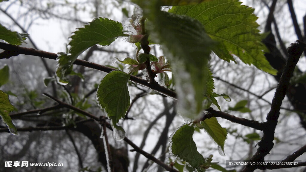 枝头新绿 展现春的生机