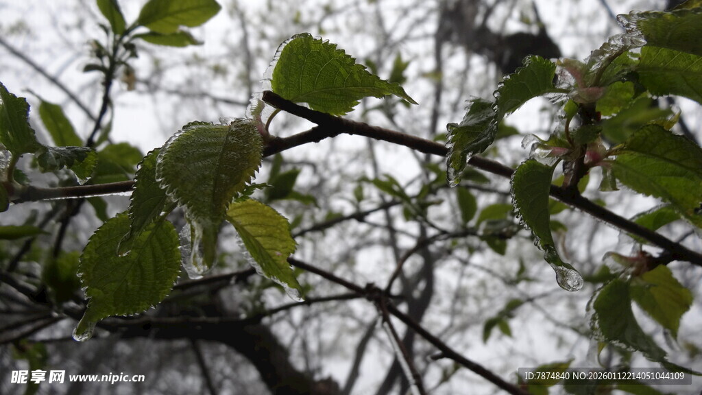 枝头绿叶 展现自然生机