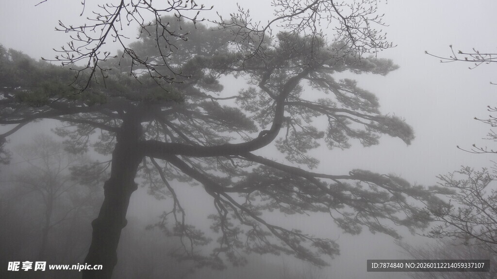 雾中孤松映湖面