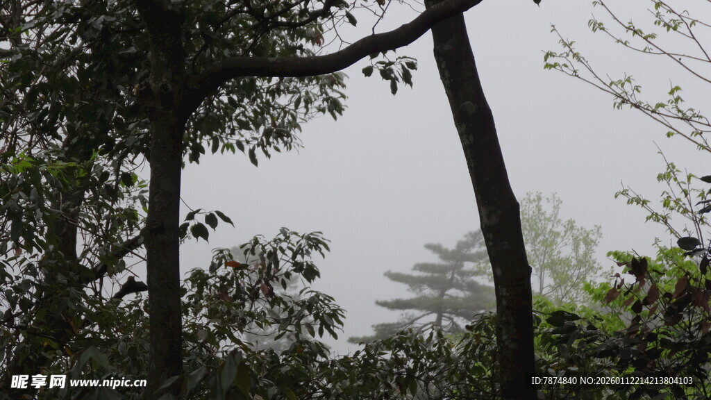 山林间朦胧树木景致