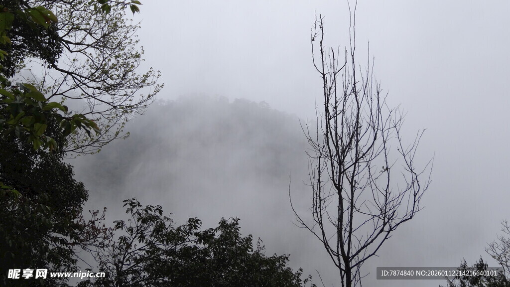 雾中枯树立于山林间
