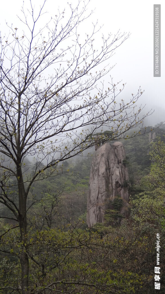 雾中孤树伴嶙峋山石