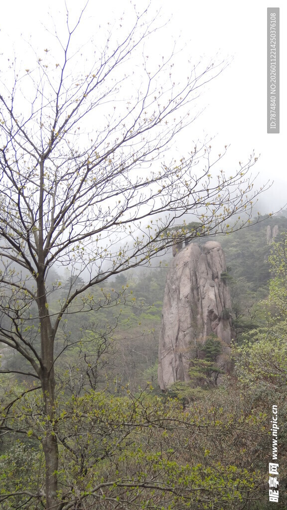 山间孤树伴奇石