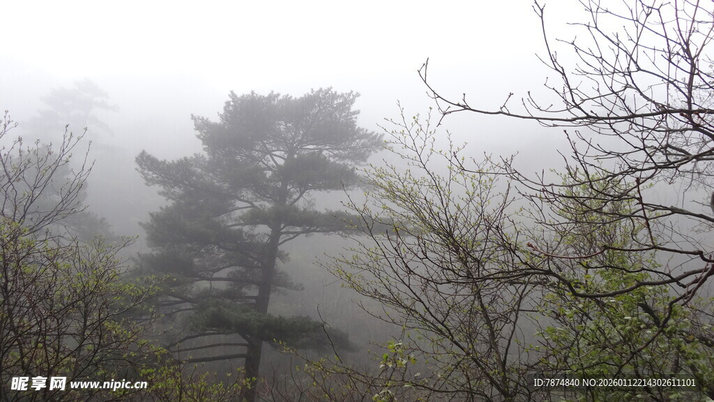 雾中树林景色