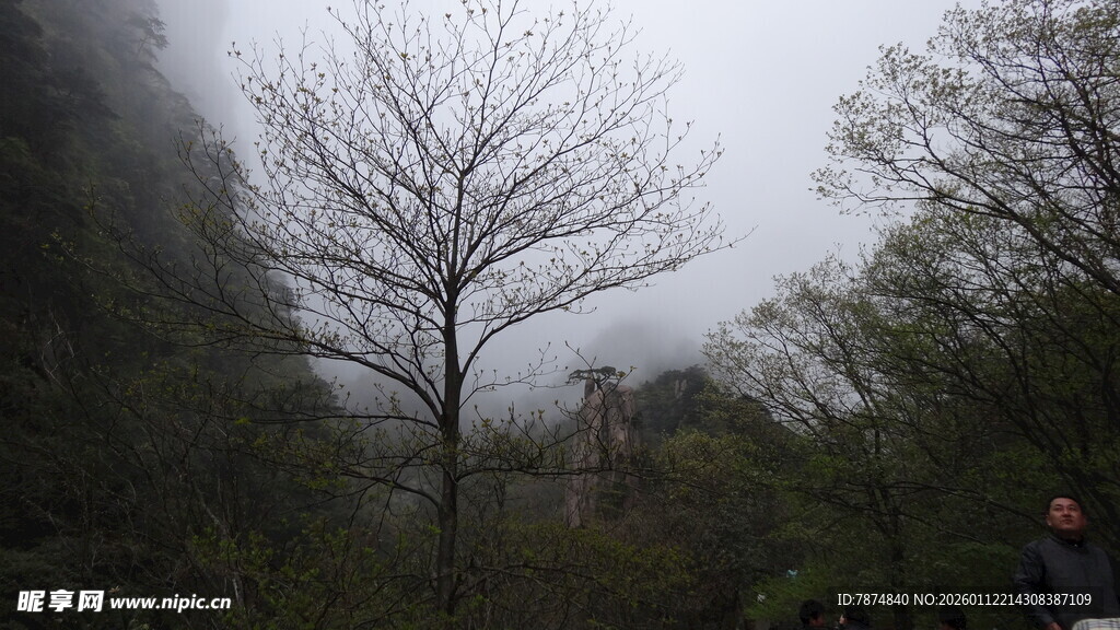 雾中枯树的山林景象