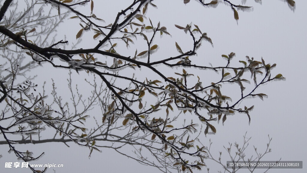 枝头新叶初绽的春日景象