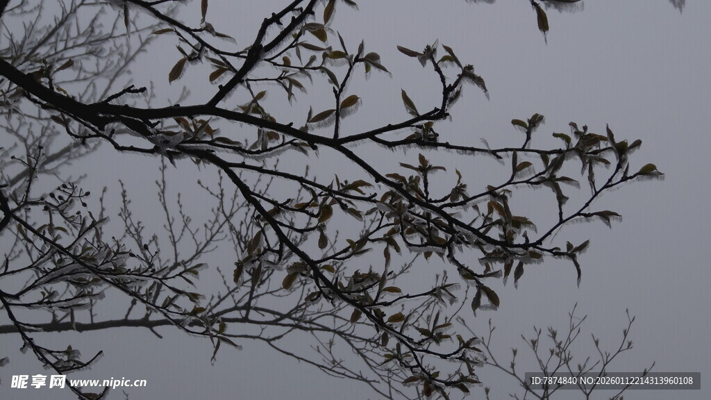 枝头新叶 展现自然生机