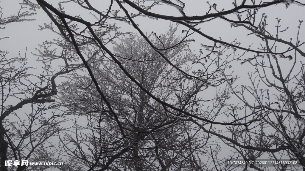 枝头小鸟 冬日萧瑟景象