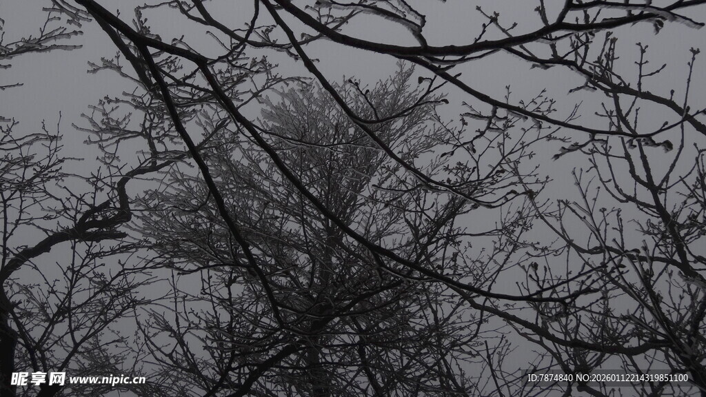 冬日枯树景象