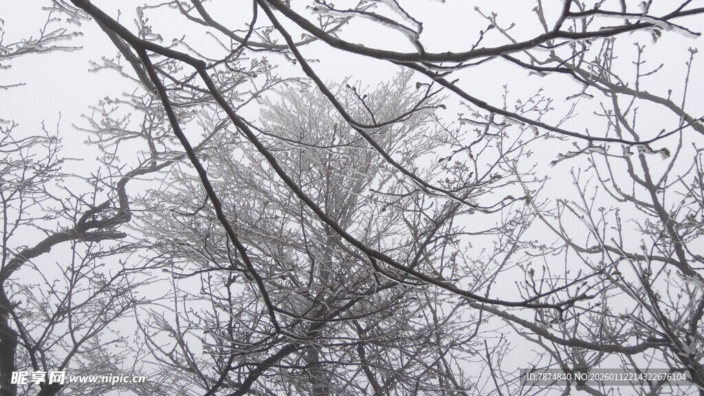 冬日枯树枝干景象