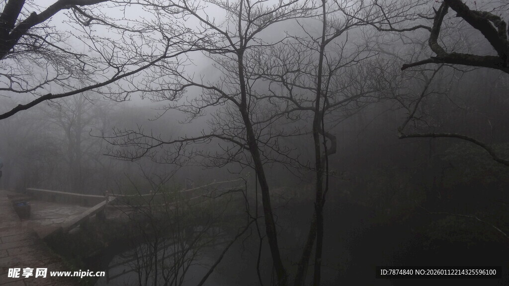 雾中萧瑟树林景象