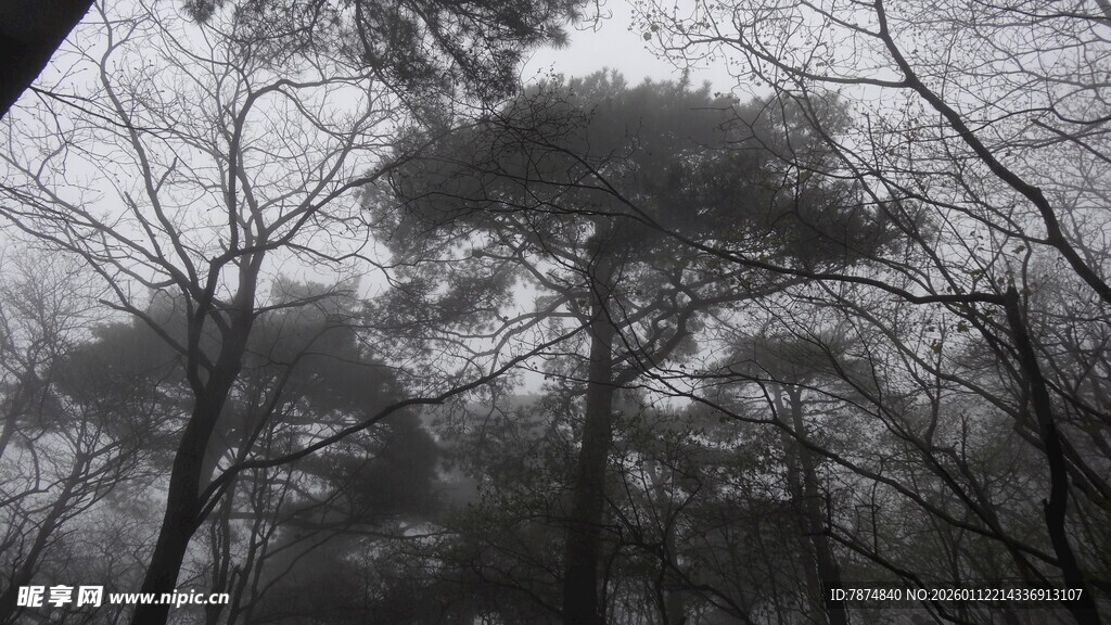 雾中森林 树木朦胧景象