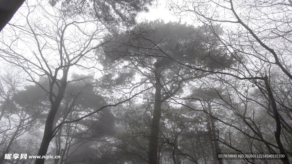 雾中松林景观