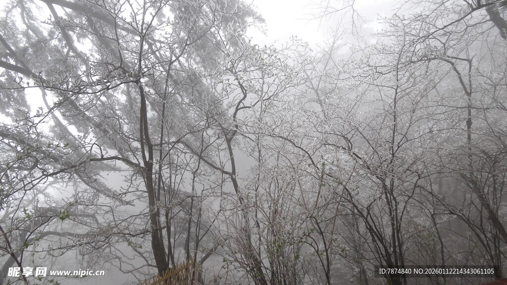 雾凇覆盖的树林景观