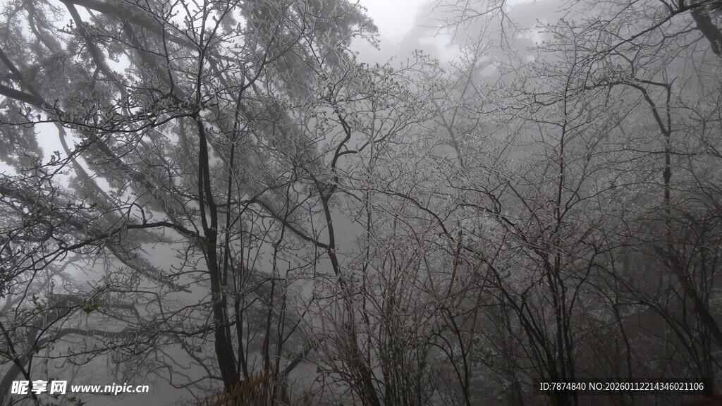 雾中树林的朦胧景致