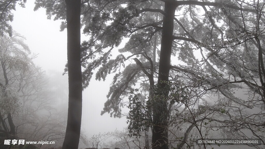 雾中树林 静谧冬日景象