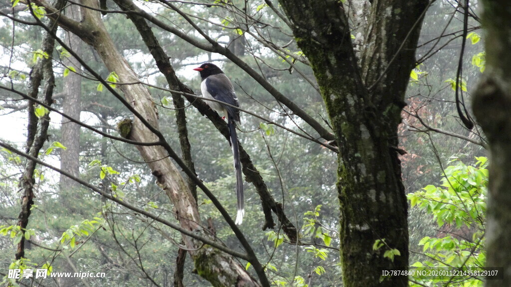 林间飞鸟 隐于繁茂枝丫间