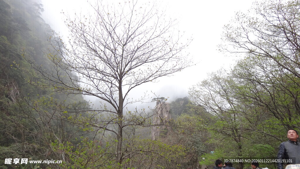 雾中漫步的山林景色