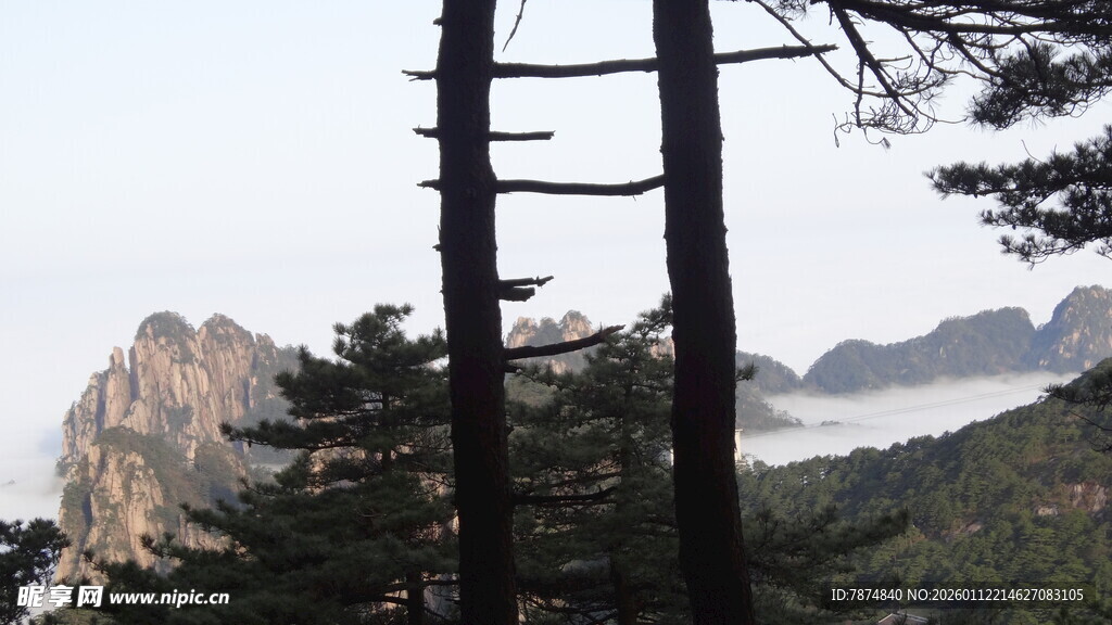 山间挺拔树木与远处山峦