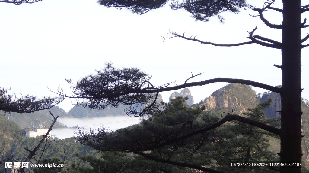 山间松林云雾缭绕美景