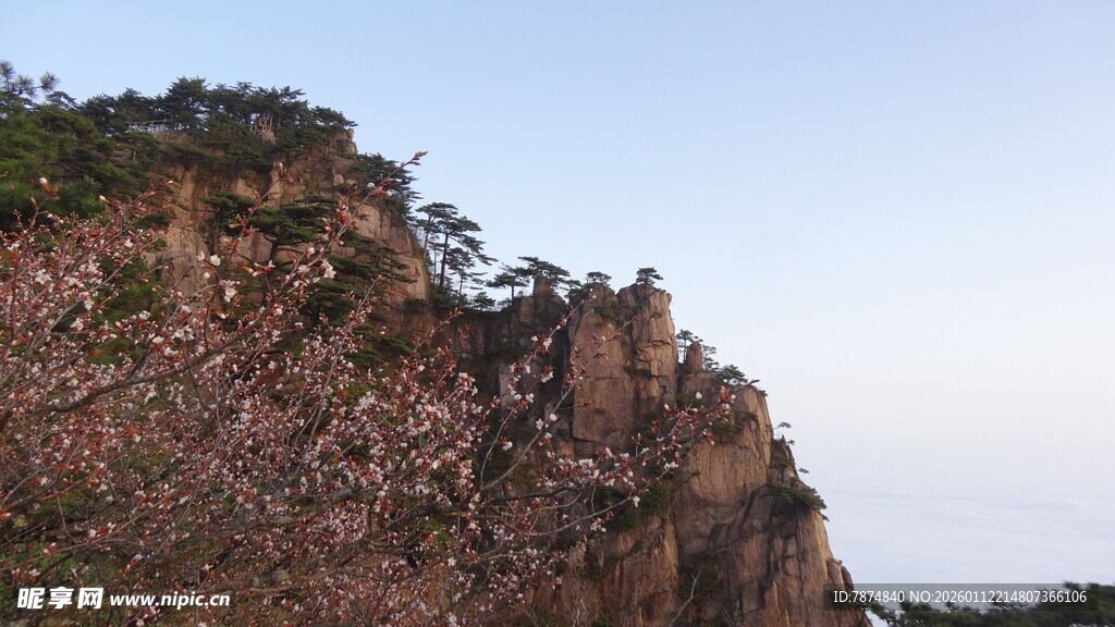 山巅繁花绽放美景
