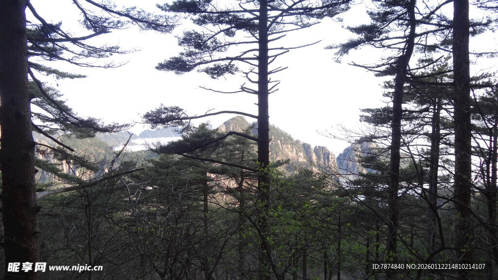 山林间挺拔的树木景观