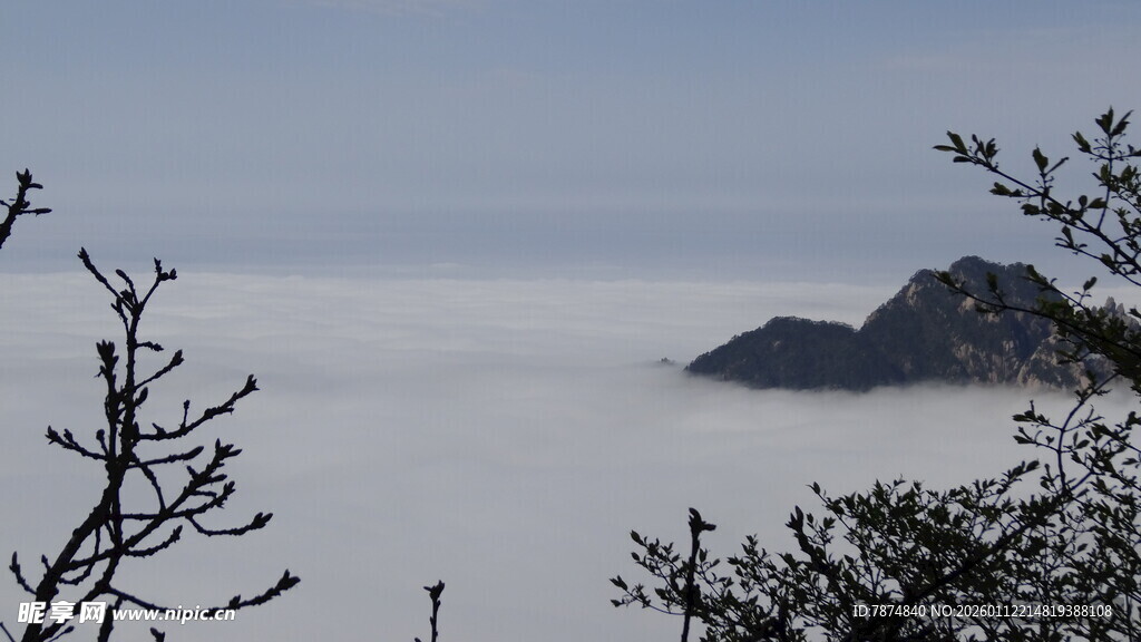 山间云海与孤枝景致