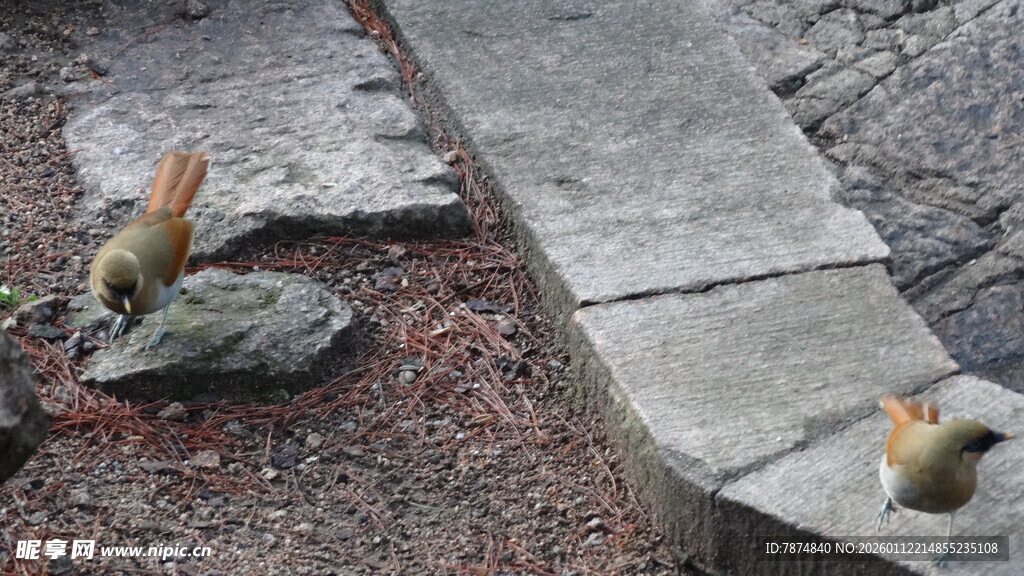 路边缝隙中的顽强小植物